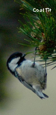 birding in spain coal tit photo gallery 1