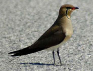 birding in spain gallery 1 collared pratincole photo