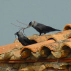 birding in spain jackdaw photo gallery 1