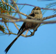 birding in spain long-tailed tit photo gallery 1