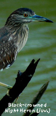 birding in spain juvenile night heron photo gallery 1