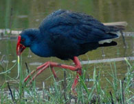 birding in spain purple swamphen photo gallery 1