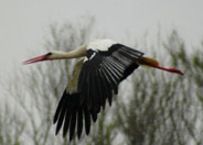 birding in spain white stork photo gallery 1