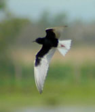 birding in spain white-winged tern photo gallery 1