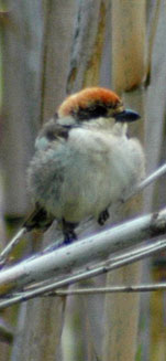 birding in spain woodchat shrike photo gallery 1