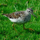 birding in spain wood sandpiper photo gallery 1