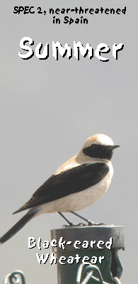 easy bird watching spain garraf black-eared wheatear photo