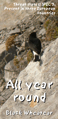 easy bird watching spain Black Wheatear photo