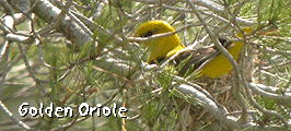 bird watching tours spain golden oriole photo