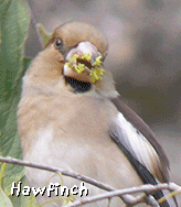 bird watching tours spain garraf hawfinch photo