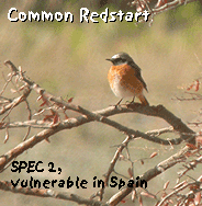 bird watching guided day tour redstart photo