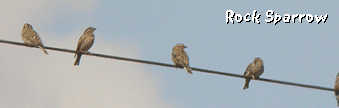 guided bird watching tour barcelona rock sparrow photo