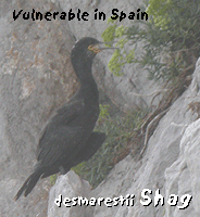 guided bird watching trip garraf shag photo