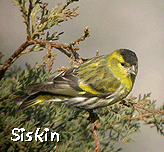 bird watching tours spain siskin photo