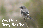 bird watching guided tours southern grey shrike photo