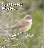 bird watching holidays spain garraf spectacled warbler photo