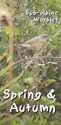 birdwatching vacation spain garraf sub alpine warbler photo