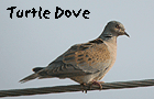 bird watching in barcelona vacation turtle dove photo