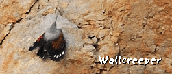 bird watching tour spain garraf wallcreeper photo