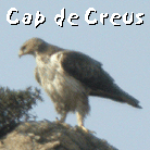 birding holidays spain cap de creus pic to cap de creus