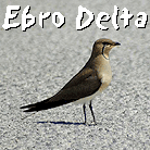 bird watching vacation spain ebro delta pic to ebro delta