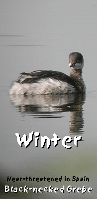 birding in winter barcelona black-necked grebe photo