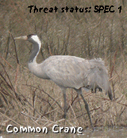 bird guides barcelona spain llobregat delta crane photo