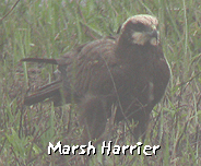 bird watching breaks barcelona llobregat marsh harrier photo