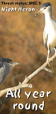 birding in barcelona llobregat night heron photo