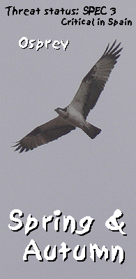 birding tours in spring barcelona llobregat delta osprey photo