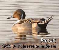 winter birding break barcelona pintail photo