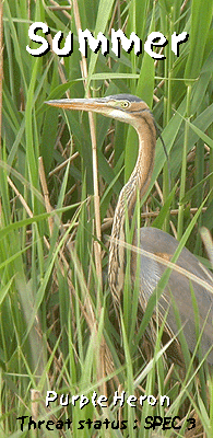 summer birding in barcelona purple heron photo