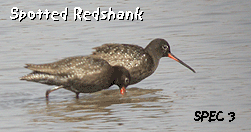 birding vacation in barcelona spotted redshank photo