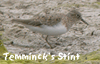 bird tours barcelona temmincks stint photo