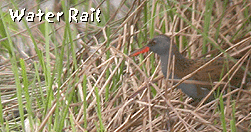 birding holidays barcelona water rail photo