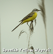 barcelona birding trip spanish wagtail photo