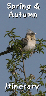 birding in spain birding spring autumn itinerary photo