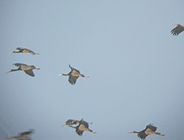 birding in spain birding holidays pyrenees black stork photo