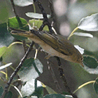 birding in spain birding short breaks steppes bonelli's warbler photo