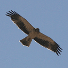 birding in spain birding holidays llobregat booted eagle photo