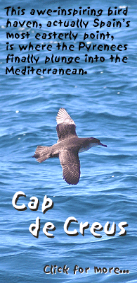 birding in spain birding guided day trips cap de creus short-toed eagle photo