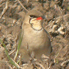 birding in spain birding holidays llobregat collared pratincole photo