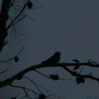 birding in spain birding holidays garraf massif common nightjar photo