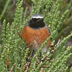 birding in spain birding guided day trips cap de creus redstart photo