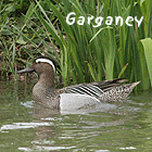 birding in spain birding guided day tours ebro delta garganey photo