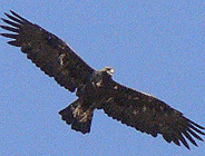 birding in spain birding short breaks steppes golden eagle photo