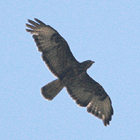 birding in spain birding short breaks honey-buzzardaiguamolls photo