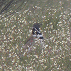 birding in spain birding short breaks steppes little bustard photo