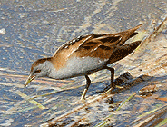 birding in spain birding guided day tours ebro delta little crake photo