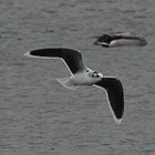 birding in spain birding short breaks little gull aiguamolls photo